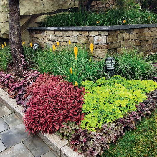 From Seed to Stunning: What to Expect When Growing Coleus at Home