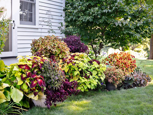 Best Places to Plant Coleus for Maximum Color and Impact