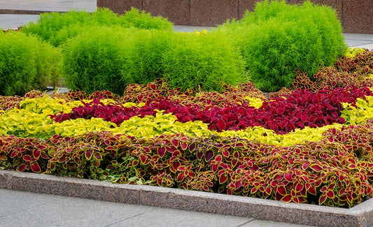 Why Coleus Is the Perfect Plant for Colorful Gardens, Patios, and Homes