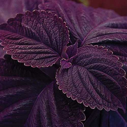 Giant Coleus Flower Seeds Easy to Grow Homegrown Premium Seeds Fast Sprouting Attract Pollinators