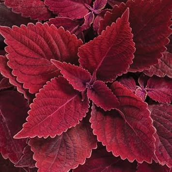 Giant Coleus Flower Seeds Easy to Grow Homegrown Premium Seeds Fast Sprouting Attract Pollinators