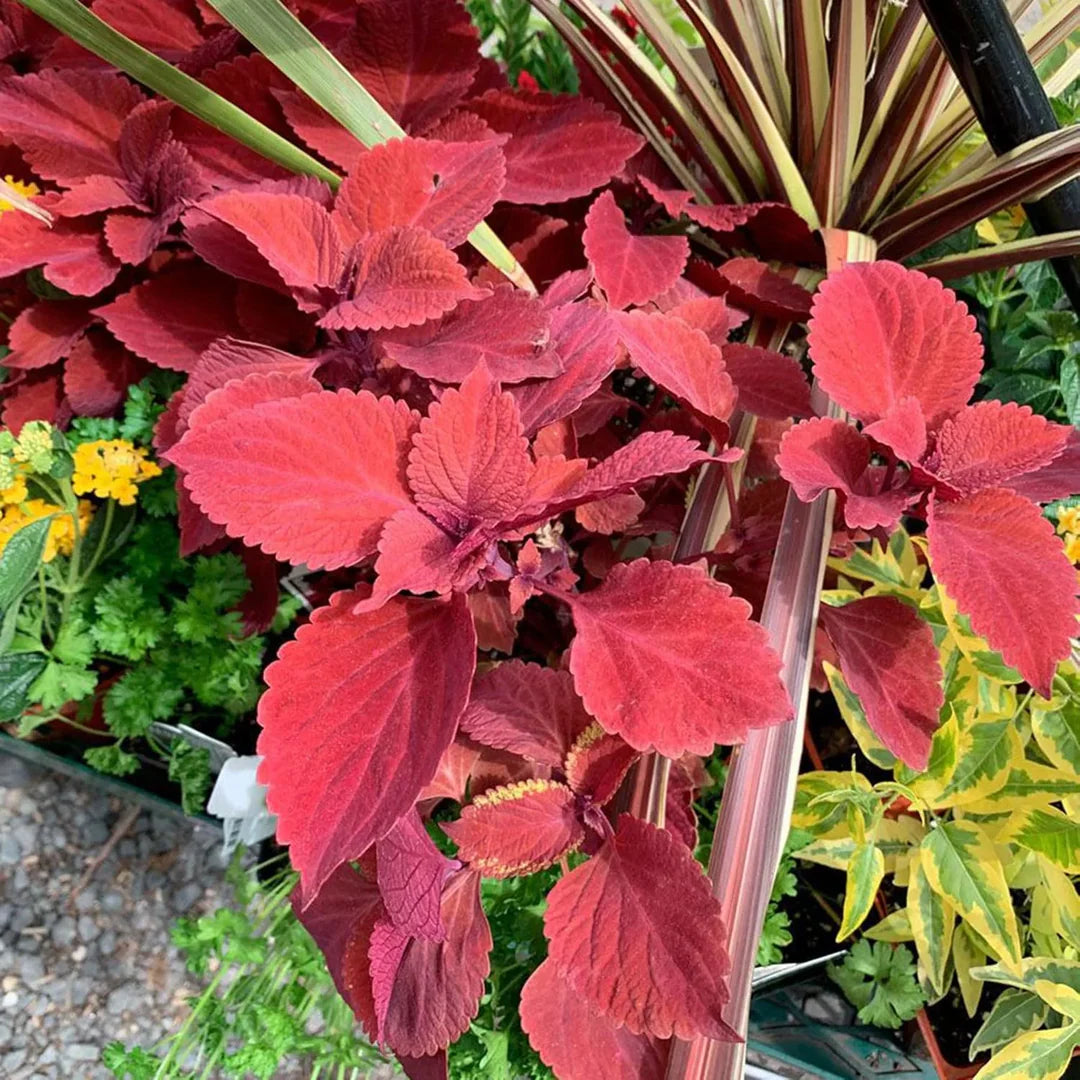 Giant Coleus Flower Seeds Easy to Grow Homegrown Premium Seeds Fast Sprouting Attract Pollinators