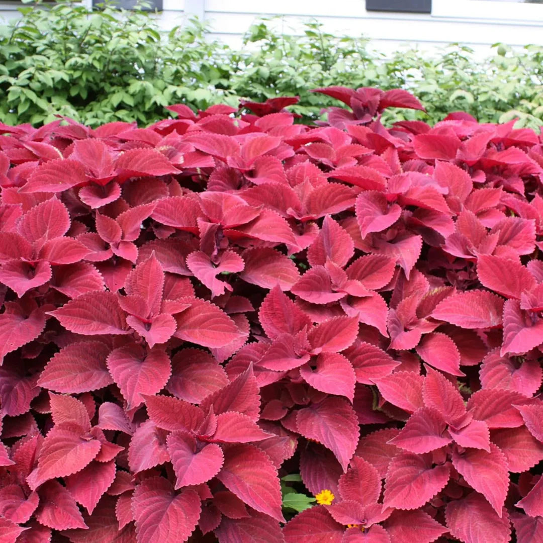 Giant Coleus Flower Seeds Easy to Grow Homegrown Premium Seeds Fast Sprouting Attract Pollinators