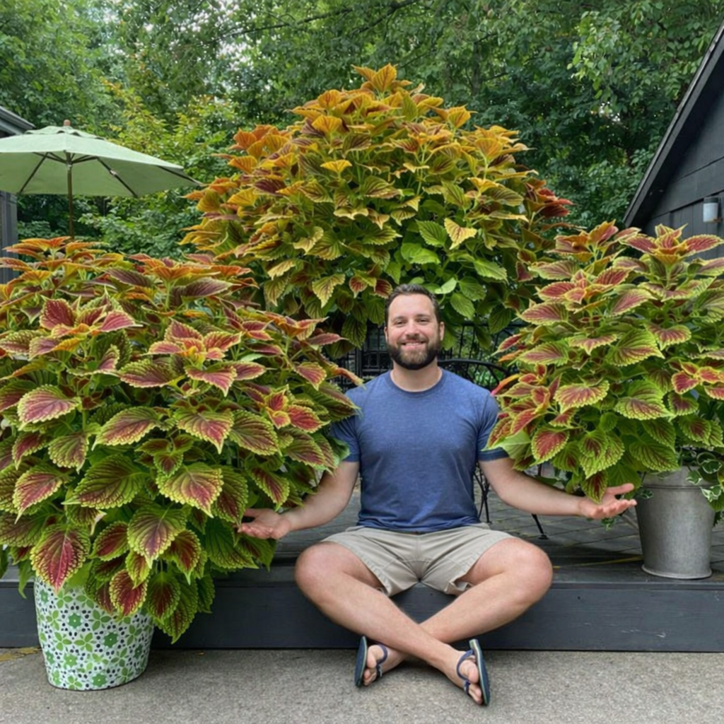 Giant Coleus Flower Seeds Easy to Grow Homegrown Premium Seeds Fast Sprouting Attract Pollinators