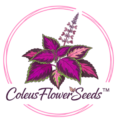 Coleus Flower Seeds