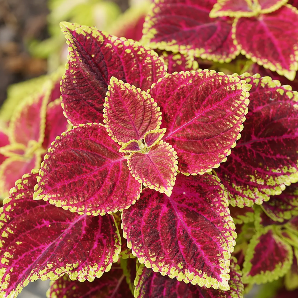 Giant Coleus Flower Seeds Easy to Grow Homegrown Premium Seeds Fast Sprouting Attract Pollinators