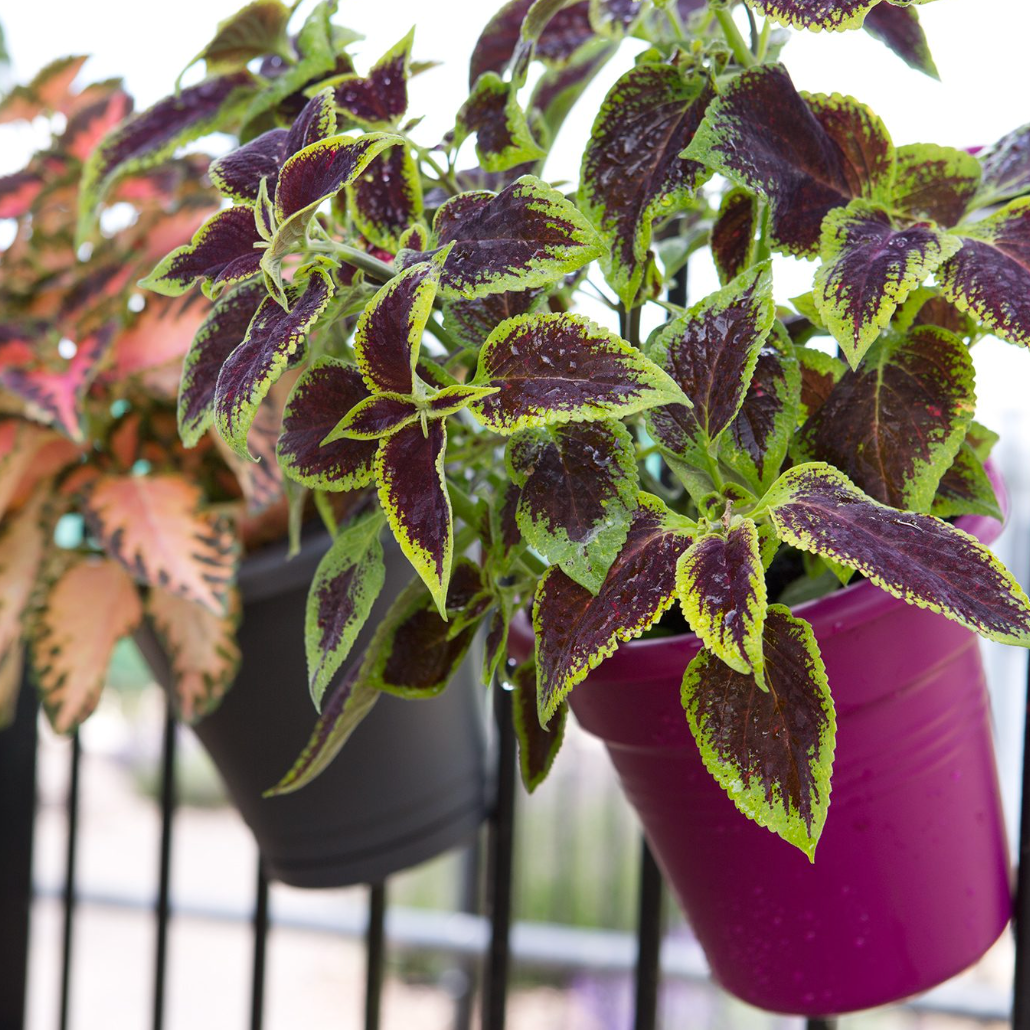 Giant Coleus Flower Seeds Easy to Grow Homegrown Premium Seeds Fast Sprouting Attract Pollinators