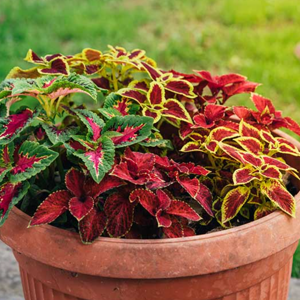 Giant Coleus Flower Seeds Easy to Grow Homegrown Premium Seeds Fast Sprouting Attract Pollinators