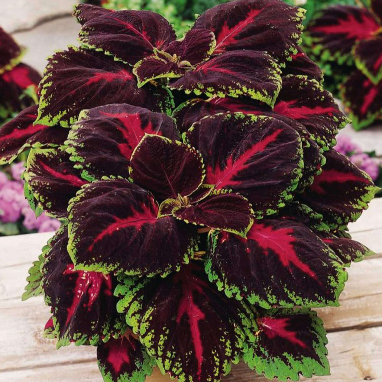 Giant Coleus Flower Seeds Easy to Grow Homegrown Premium Seeds Fast Sprouting Attract Pollinators