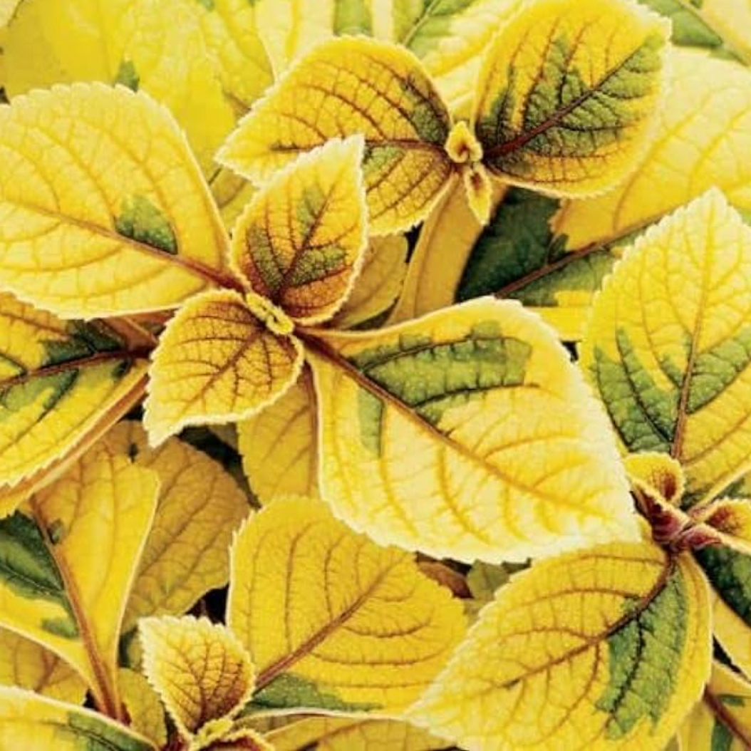 Giant Coleus Flower Seeds Easy to Grow Homegrown Premium Seeds Fast Sprouting Attract Pollinators