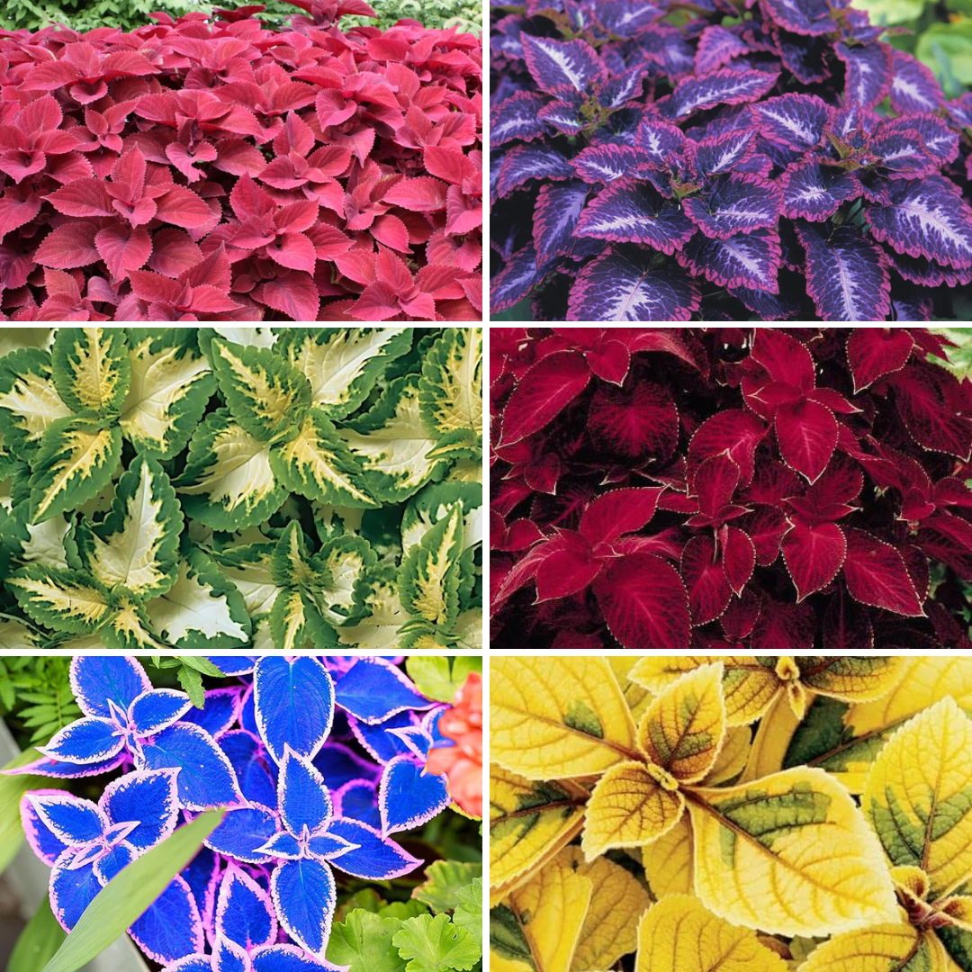 Giant Coleus Flower Seeds Easy to Grow Homegrown Premium Seeds Fast Sprouting Attract Pollinators