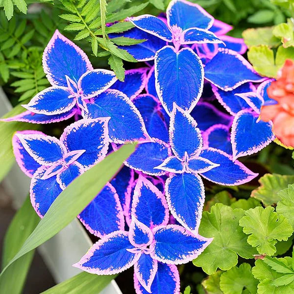 Giant Coleus Flower Seeds Easy to Grow Homegrown Premium Seeds Fast Sprouting Attract Pollinators