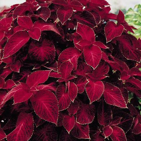 Giant Coleus Flower Seeds Easy to Grow Homegrown Premium Seeds Fast Sprouting Attract Pollinators
