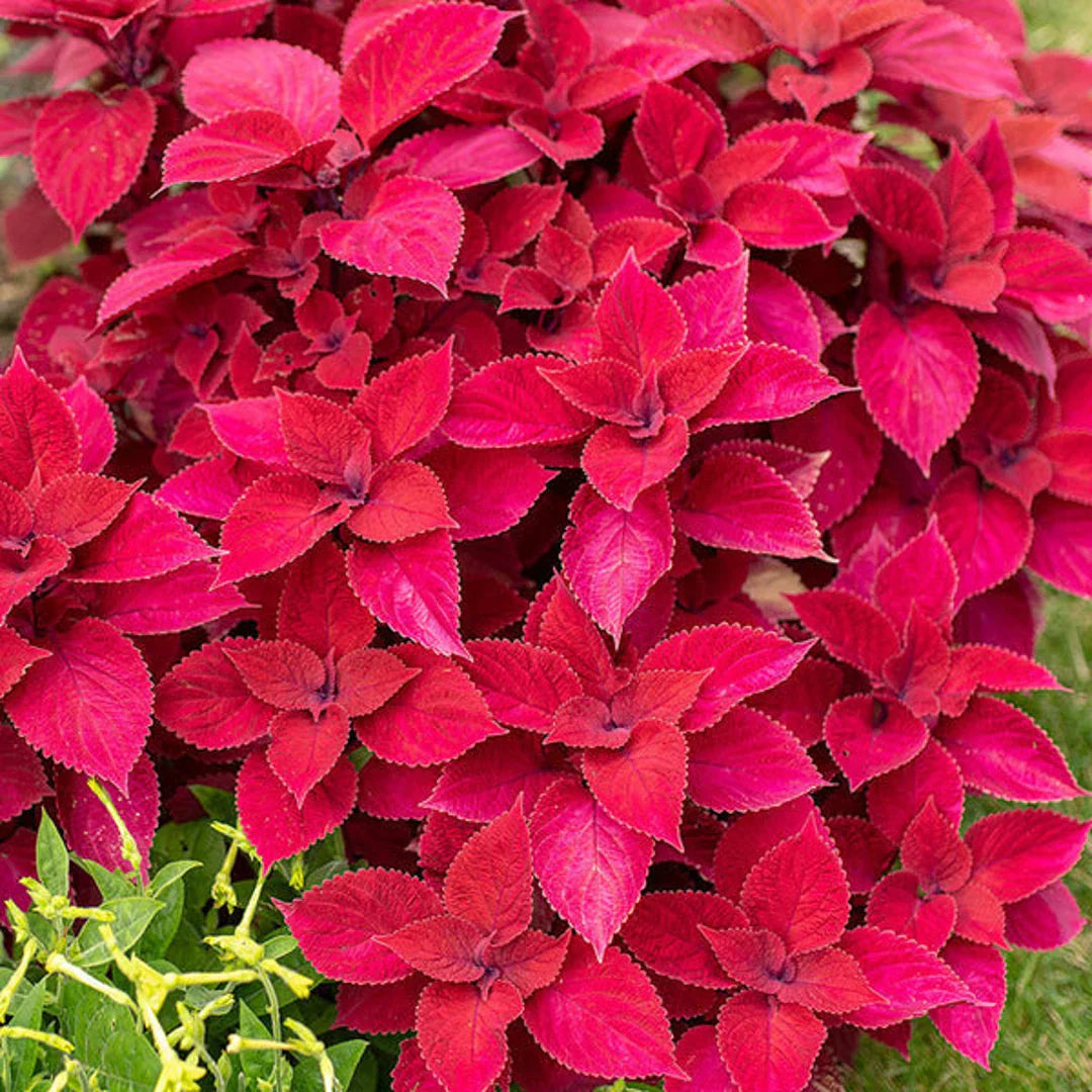 Giant Coleus Flower Seeds Easy to Grow Homegrown Premium Seeds Fast Sprouting Attract Pollinators
