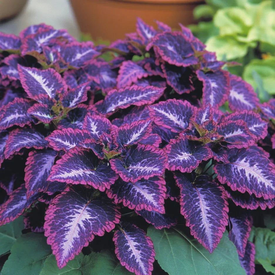 Giant Coleus Flower Seeds Easy to Grow Homegrown Premium Seeds Fast Sprouting Attract Pollinators