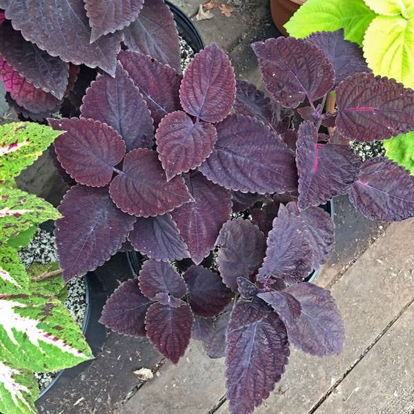 Giant Coleus Flower Seeds Easy to Grow Homegrown Premium Seeds Fast Sprouting Attract Pollinators